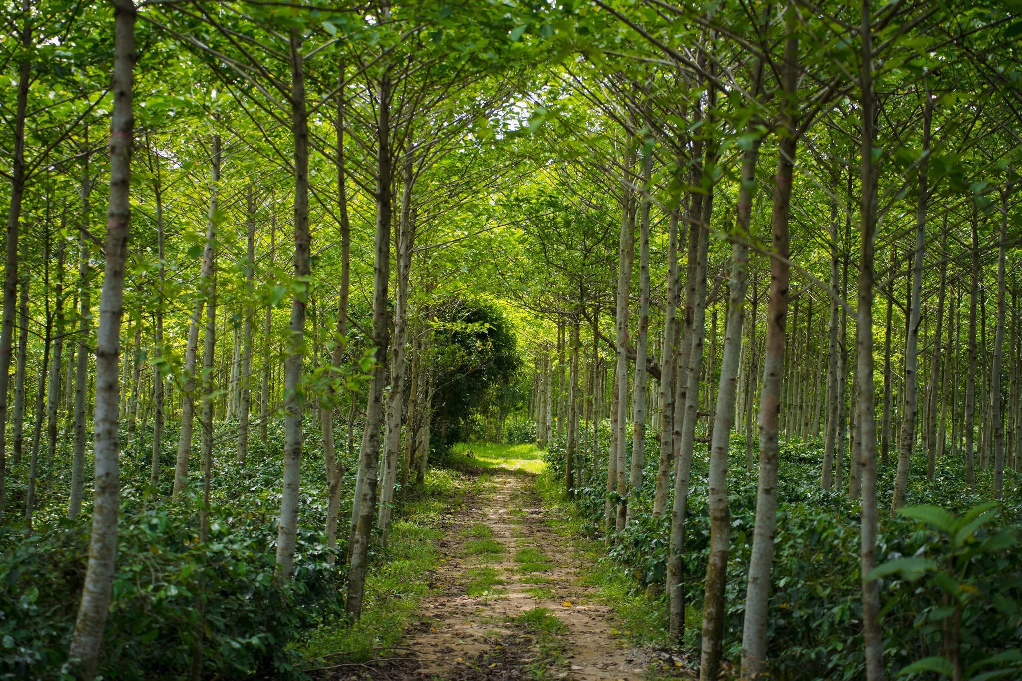 Madam Hương Coffee Farm