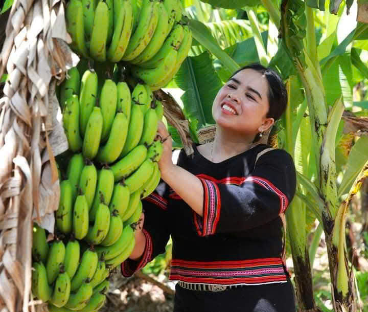Tổ Hợp Tác Trồng Chuối A Đăng