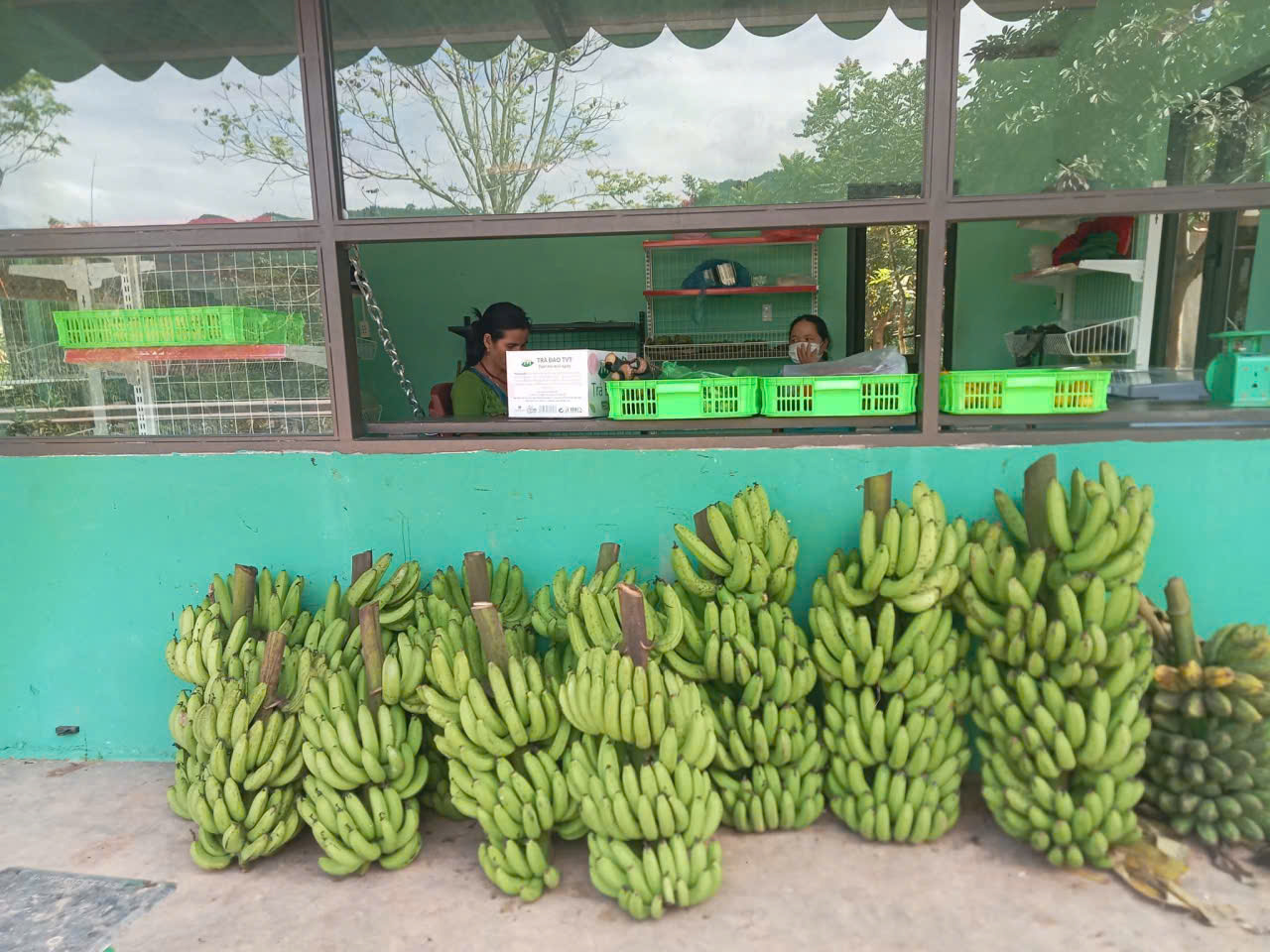 Tổ Hợp Tác Trồng Chuối A Đăng 3