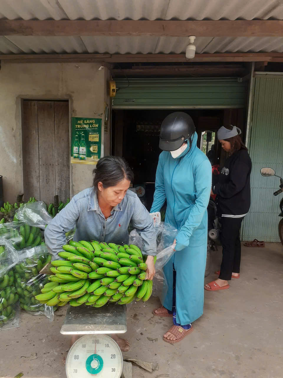 Tổ Hợp Tác Trồng Chuối A Đăng 5